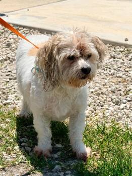 Shih Tzu and Maltese Dogs Available for Adoption in Cape Coral, Florida - Orb / Meridian | PetCurious