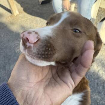 Terrier Dogs Available for Adoption in Quakertown, Pennsylvania - Snickers | PetCurious