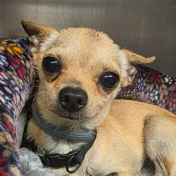 Little Buddy -  Chihuahua Dog for Adoption in Normal, Illinois - Little Buddy | PetCurious