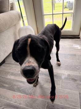 Orion -  Labrador Retriever Dog for Adoption in Nashville, Georgia - Orion | PetCurious