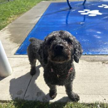 Bailey -  Poodle Dog for Adoption in Branford, Connecticut - Bailey | PetCurious