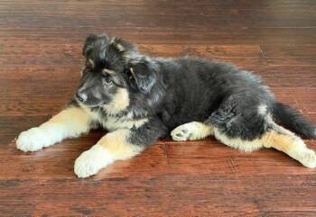 German Shepherd Dog Dogs Available for Adoption - Irving Floofs: Pegasus | PetCurious