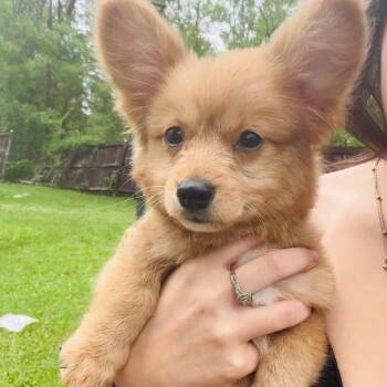 Todd -  Pomeranian and Mixed Breed Dog for Adoption in Baton Rouge, Louisiana - Todd | PetCurious