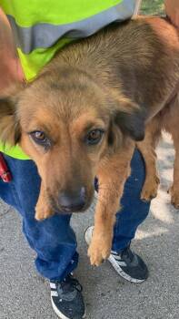 RHIANNA -  Mixed Breed Dog Available for Adoption in Dallas, Texas - RHIANNA | PetCurious
