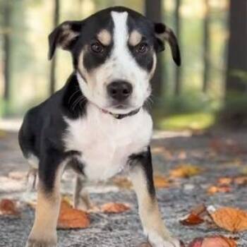 Rescue Labrador Retriever Dogs for Adoption in Quitman, Texas - BINGO | PetCurious