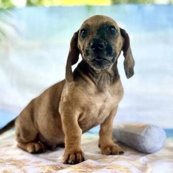Dyno Elmore -  Basset Hound and Mixed Breed Dog for Adoption in Huntsville, Alabama - Dyno Elmore | PetCurious