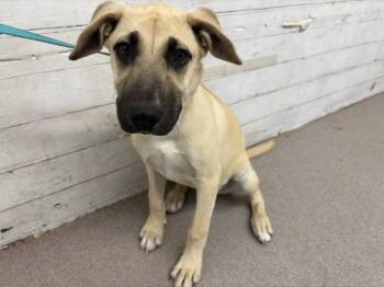 DAISY -  Labrador Retriever and Mixed Breed Dog for Adoption in San Bernardino, California - DAISY | PetCurious