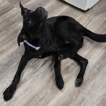 Aria -  German Shepherd Dog and Black Labrador Retriever Dog for Adoption in Muncie, Indiana - Aria | PetCurious