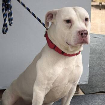 Casper -  Pit Bull Terrier Dog for Adoption in Batavia, New York - Casper | PetCurious