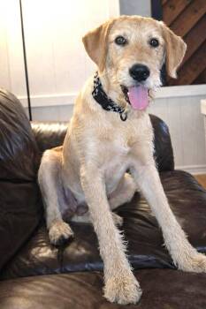 Labrador Retriever and Standard Poodle Dogs Available for Adoption - Reece JC In MS | PetCurious