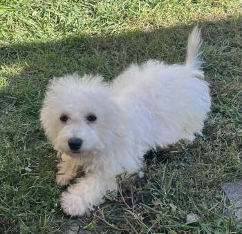 Aamon -  Bichon Frise Dog for Adoption in Union Grove, Wisconsin - Aamon | PetCurious