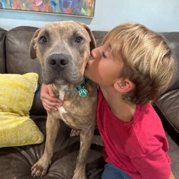 Henry Charles -  Pit Bull Terrier Dog for Adoption in Friendswood, Texas - Henry Charles | PetCurious