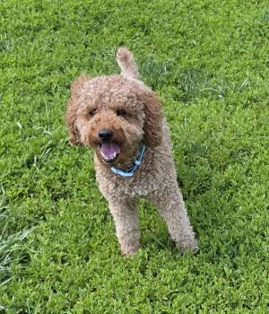 Miniature Poodle Dogs Available for Adoption in Terre Haute, Indiana - Coda | PetCurious