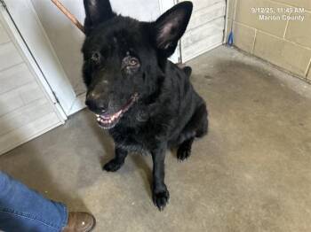 Rescue German Shepherd Dog Dogs for Adoption in Ocala, Florida - TALIA | PetCurious