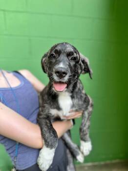 Great Pyrenees Dogs Available for Adoption in Elmsford, New York - Brady- Available 6/2 | PetCurious