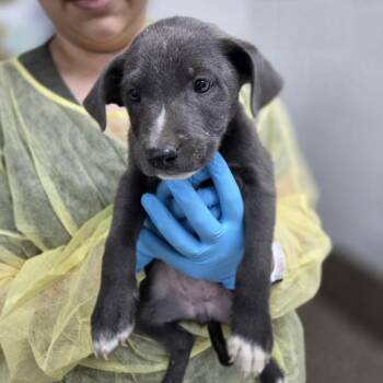 Tabasco -  Australian Shepherd and Labrador Retriever Dog for Adoption in Incline Village, Nevada - Tabasco | PetCurious