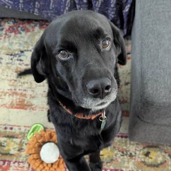 Segway -  Labrador Retriever Dog for Adoption in Columbia, South Carolina - Segway | PetCurious