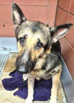 LOLA -  German Shepherd Dog and Mixed Breed Dog for Adoption in Houston, Texas - LOLA | PetCurious