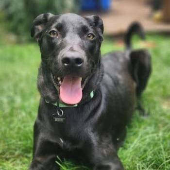 Benson -  Mixed Breed Dog for Adoption in Madison, Wisconsin - Benson | PetCurious