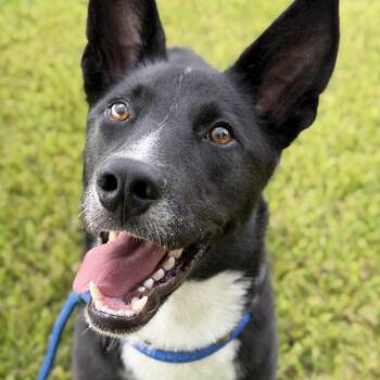 Wesley -  Australian Shepherd Dog for Adoption in Pearland, Texas - Wesley | PetCurious