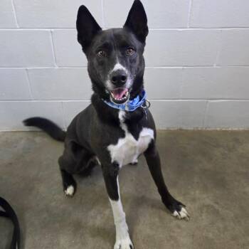Midas -  Husky and Pit Bull Terrier Dog for Adoption in Owosso, Michigan - Midas | PetCurious