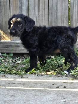 Whopper -  Mixed Breed and Labradoodle Dog for Adoption in Union Grove, Wisconsin - Whopper | PetCurious