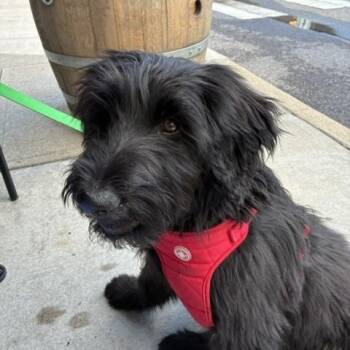 Daisy -  Labradoodle Dog for Adoption in Cincinnati, Ohio - Daisy | PetCurious