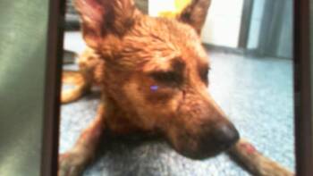 A1267539 -  German Shepherd Dog and Mixed Breed Dog for Adoption in Charlotte, North Carolina - A1267539 | PetCurious