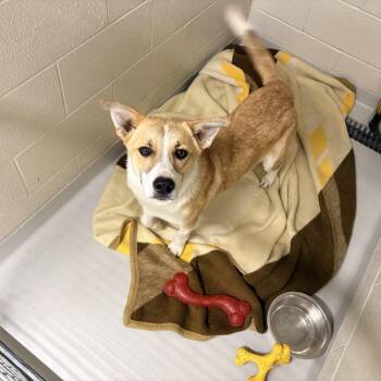 Dolly -  Australian Cattle Dog Blue Heeler Dog for Adoption in Bolton, Ontario - Dolly | PetCurious