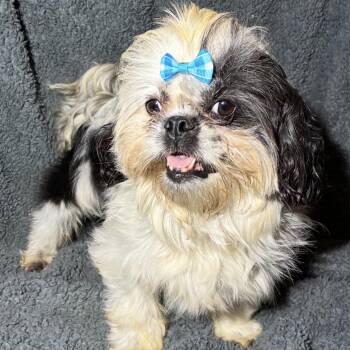 Pretty Girl -  Shih Tzu and Pekingese Dog for Adoption in Pelham, New Hampshire - Pretty Girl | PetCurious