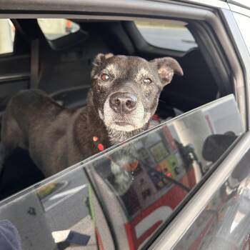 Raine -  Labrador Retriever Dog for Adoption in Kutztown, Pennsylvania - Raine | PetCurious