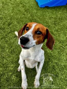 Rescue Hound and Mixed Breed Dogs for Adoption in Kenansville, North Carolina - SAWYER | PetCurious
