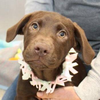 Milky Way -  Mixed Breed Dog for Adoption in Lansing, Michigan - Milky Way | PetCurious
