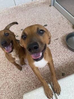 Rescue Cattle Dog and Mixed Breed Dogs for Adoption in Houston, Texas - GISELLE | PetCurious