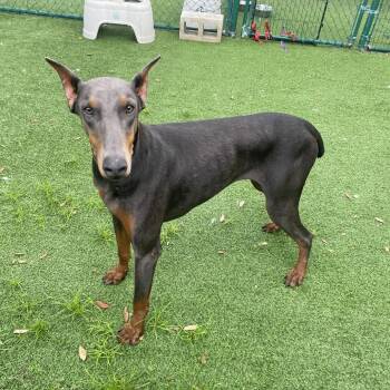Aria 9503 -  Doberman Pinscher Dog for Adoption in Loxahatchee Groves, Florida - Aria 9503 | PetCurious