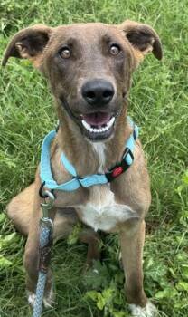 Fruit Loops -  Shepherd and Mixed Breed Dog for Adoption in San Antonio, Texas - Fruit Loops | PetCurious