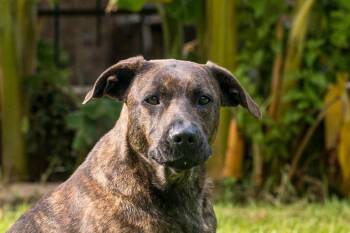 American Staffordshire Terrier Dogs Available for Adoption - Cherry Blossom | PetCurious