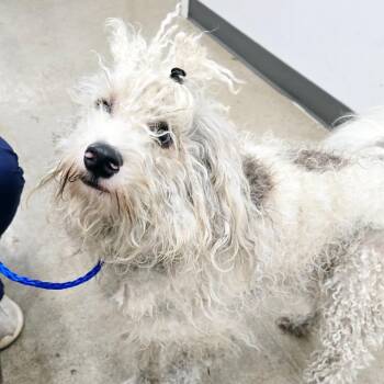 Mixed Breed Dogs Available for Adoption in Walker, Michigan - Socket | PetCurious