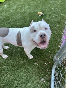 Rescue American Staffordshire Terrier and Mixed Breed Dogs for Adoption in Fort Worth, Texas - Gotti | PetCurious