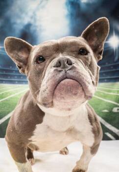 Mixed Breed Dogs Available for Adoption - Nairobi | PetCurious