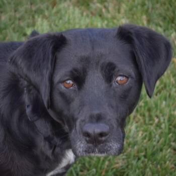 Rescue Black Labrador Retriever and Border Collie Dogs for Adoption in Huntley, Illinois - Disney | PetCurious