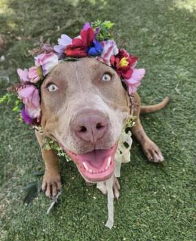 Pit Bull Terrier and American Staffordshire Terrier Dogs Available for Adoption - Mona Lovey The Baby Faced Angel | PetCurious