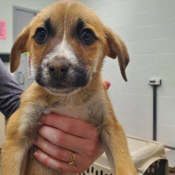 Rescue Shepherd Dogs for Adoption in Chattanooga, Tennessee - Clawd Wolf | PetCurious