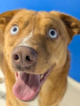 Rescue Siberian Husky and Shepherd Dogs for Adoption in Houston, Texas - Toby FOSTER | PetCurious