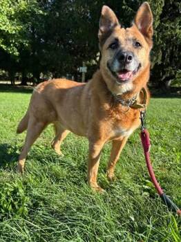 PEPPER -  German Shepherd Dog Dog for Adoption in Akron, Ohio - PEPPER | PetCurious