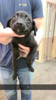 Labrador Retriever Dogs Available for Adoption in Swainsboro, Georgia - Clint | PetCurious