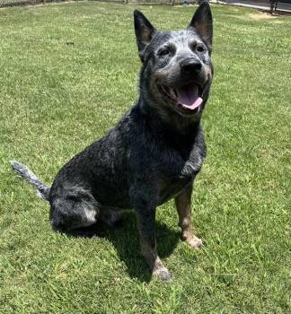ASH -  Australian Cattle Dog Blue Heeler Dog for Adoption in Grovetown, Georgia - ASH | PetCurious