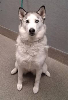 ZERO -  Siberian Husky Dog for Adoption in Las Vegas, Nevada - ZERO | PetCurious