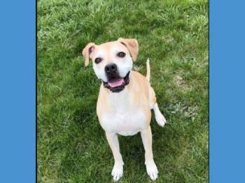 Boxer and Pit Bull Terrier Dogs Available for Adoption in Fort Wayne, Indiana - LULU | PetCurious