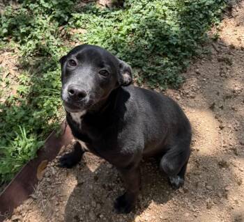 Black Labrador Retriever Dogs Available for Adoption in Missouri City, Texas - Ruth | PetCurious